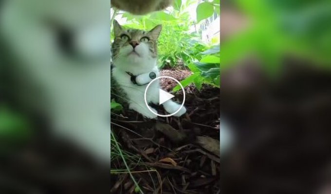 Жизнь кота от первого лица