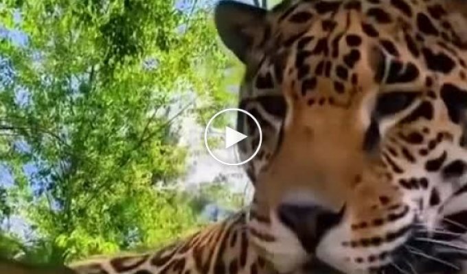 Jaguar reaction to catnip