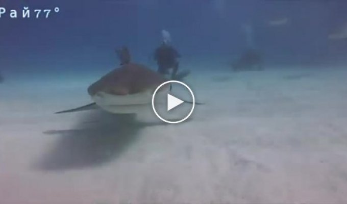 Акула стащила видеокамеру и показала свои внутренности