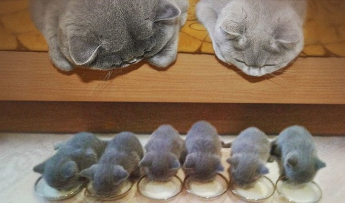 11 кошек и их очаровательные мини-копии (12 фото)