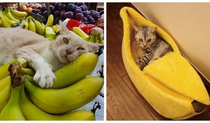 22 примера счастливых мурлык (и не только) в плюшевом банановом раю (23 фото)