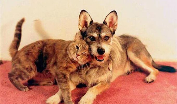 The story of Ginny: a dog who saved more than 900 cat lives (9 photos)