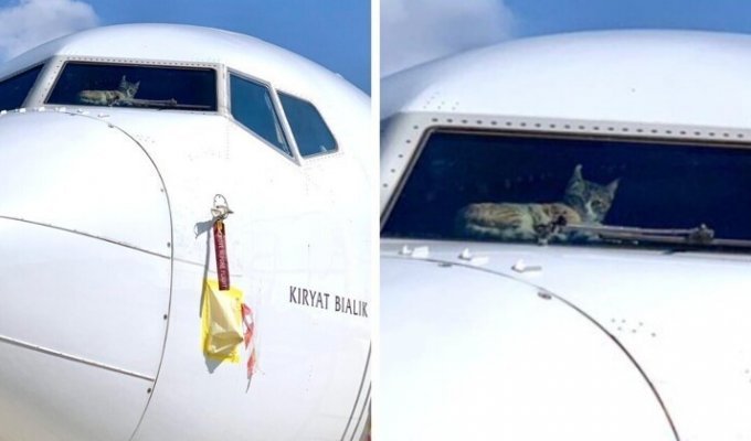 Кота на две недели забыли в пустом самолете (5 фото)