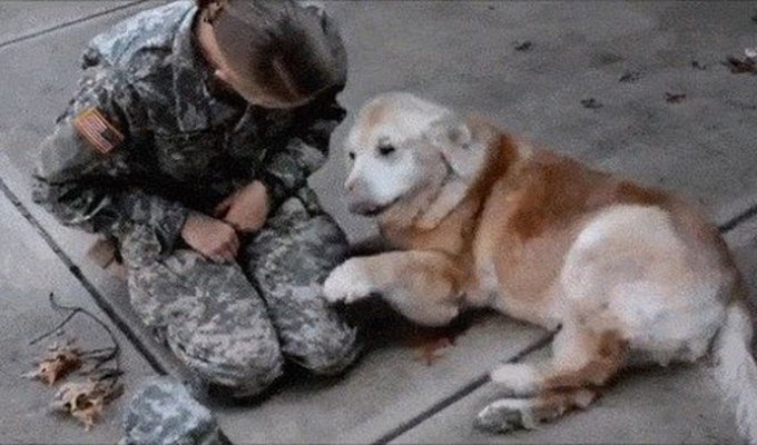 Собаки приветствуют своих хозяев-военнослужащих (15 гифок)