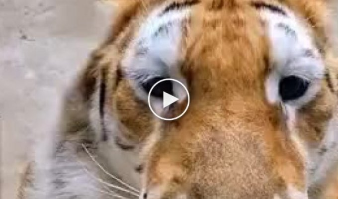 Как мяукает тигр