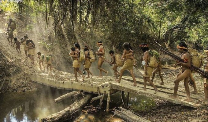 Эти люди племени Ава живут в полной гармонии с джунглями! (14 фото)