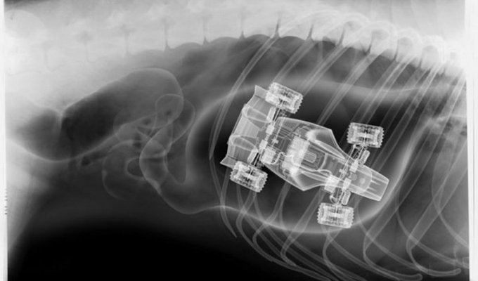 Рентгеновские снимки собак, которые жрут все в подряд (20 фото)