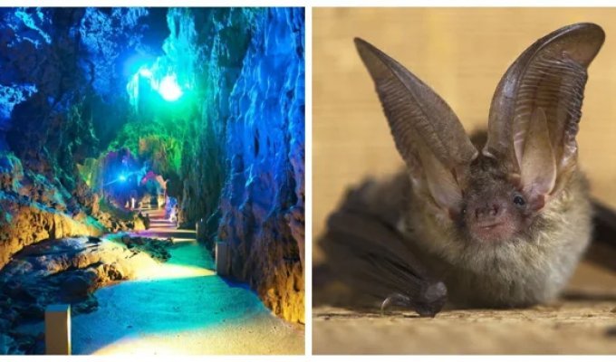 Ryusendo Cave - an underground world of transparent waters and mysterious creatures (10 photos + 1 video)