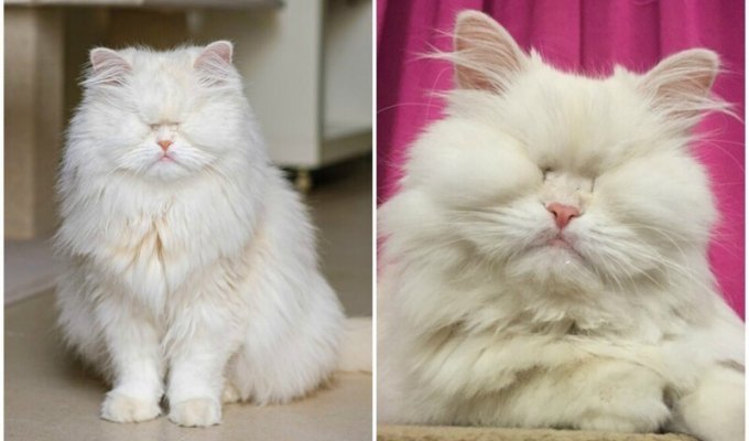 Персидская кошка ослепла в руках недобросовестного заводчика (13 фото + 1 видео)