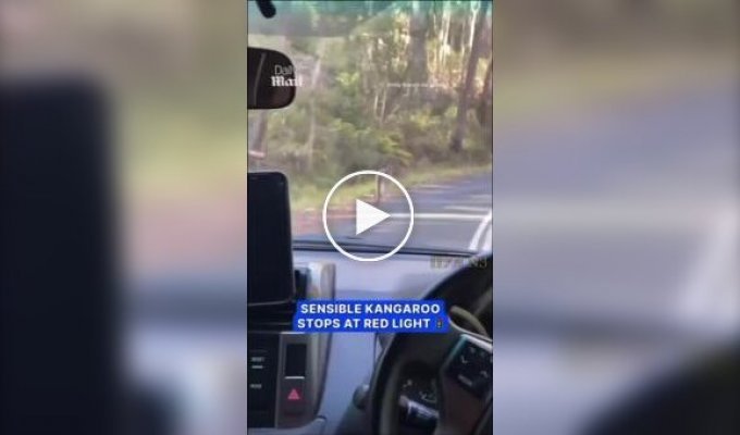 Кенгуру, соблюдающий правила дорожного движения