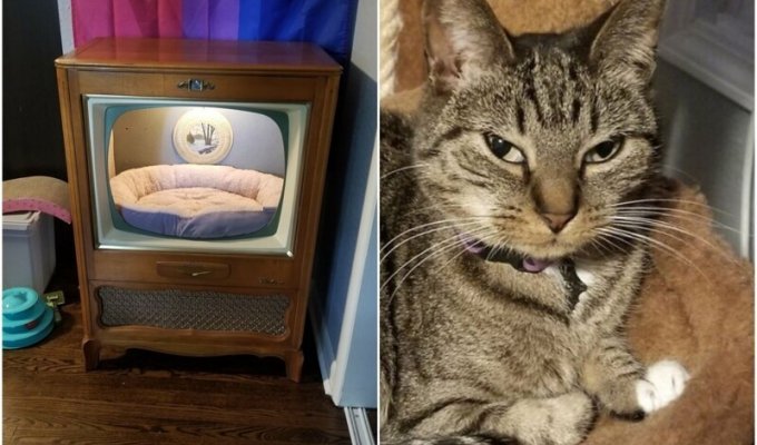 Клиент доволен: кошке смастерили домик из ретро-телевизора (14 фото)