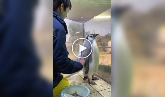 Четырехмесячному пингвину не нравится рыба
