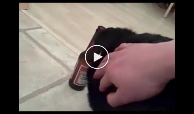 Собака не отдает пиво