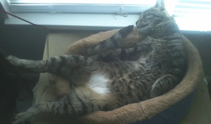 20 Photos of Cats Who Have Mastered Zen (20 photos)