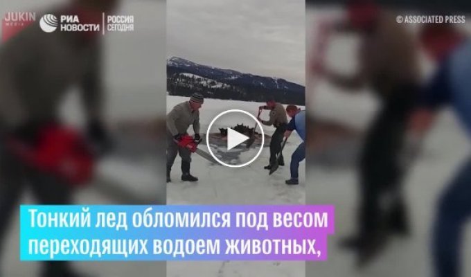 Мужчины прорубили во льду путь провалившимся лосям, чтобы те вышли из ловушки