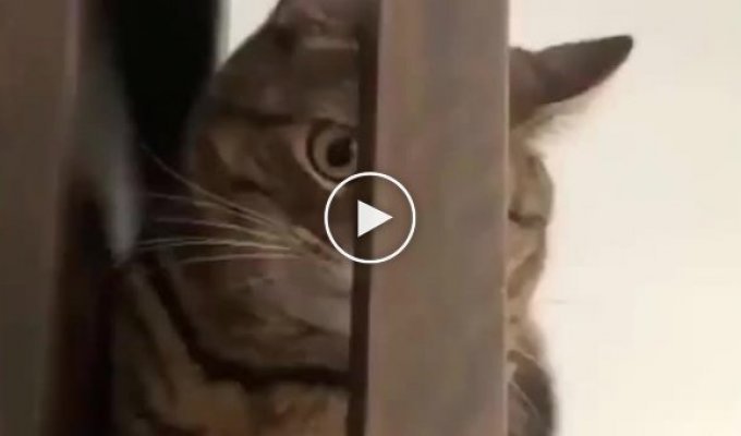 The priceless reaction of a cat who realized his predicament