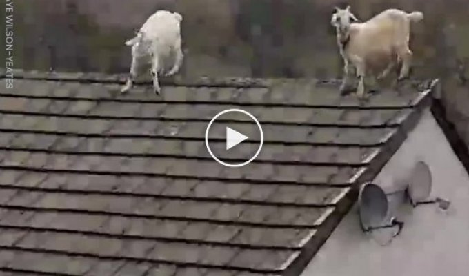 Козы забрались на крышу дома, чтобы следить за своей хозяйкой