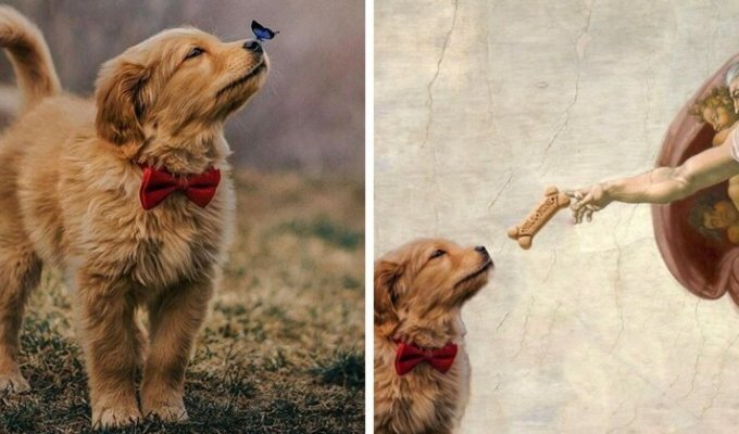 Бабочка села на нос пса с красной бабочкой, и этот кадр дал начало неожиданно доброму фотошоп-баттлу (9 фото)