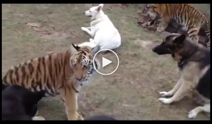 Собака играет с тигрятами