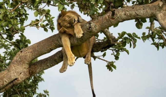 Царь зверей изволит отдыхать: фотографии из африканского заповедника (4 фото)