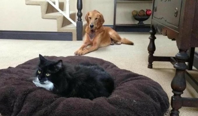 Why domestic dogs are inferior to cats in everything, forgiving even outright impudence (5 photos)