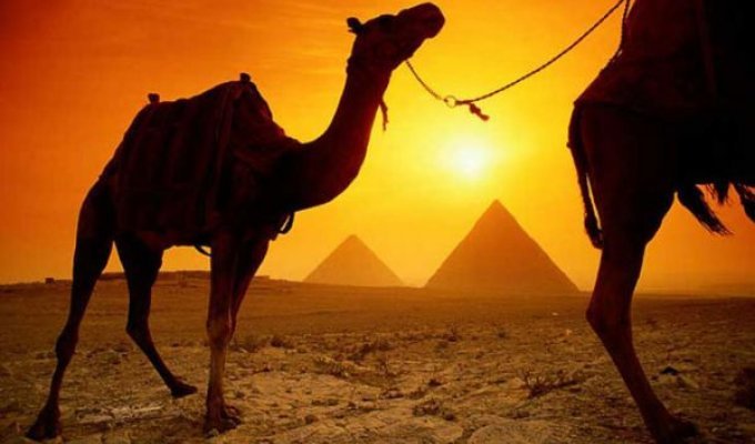 20 интересных фактов о верблюдах (20 фото)