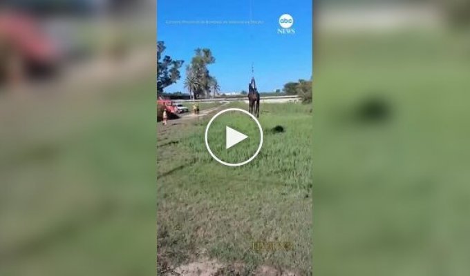 Spanish rescuers airlift horse out of a pond