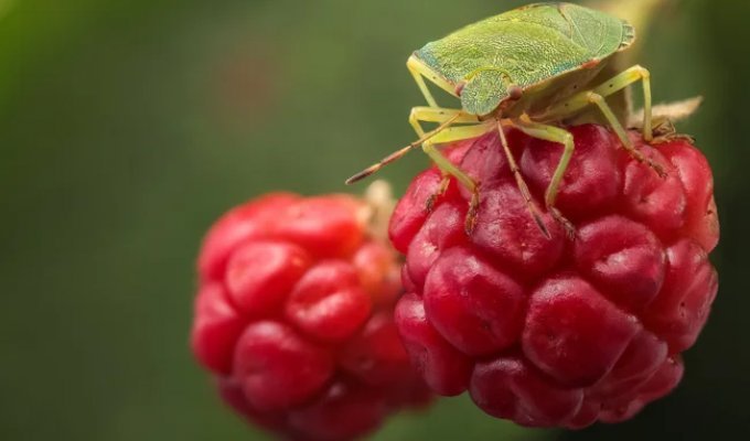 Shield bug: chemical troops on raspberry bushes (8 photos)