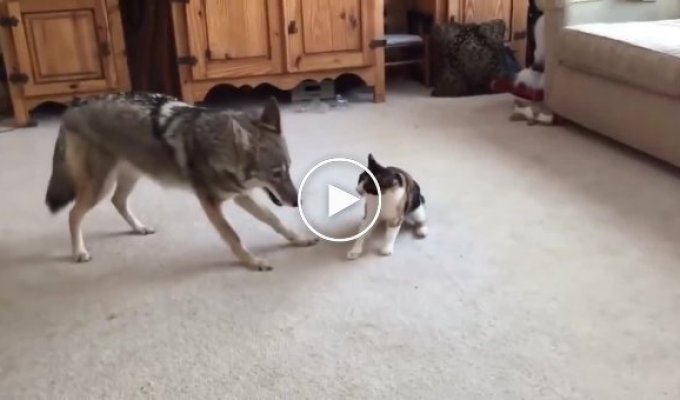 The wolf tried to surprise the domestic cat