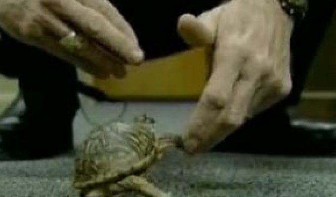 Как научили черепаху руку подавать.