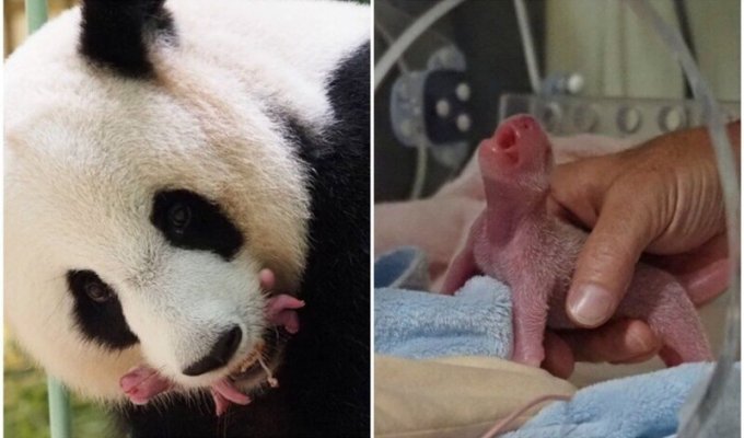 Франция радуется рождению малышей панд (6 фото)