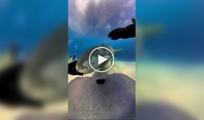 Tiger shark grabbed a diver's camera