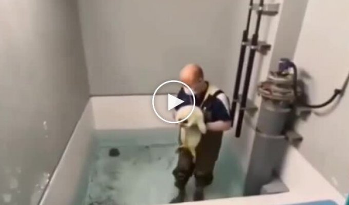 Детеныш тюленя впервые увидел воду
