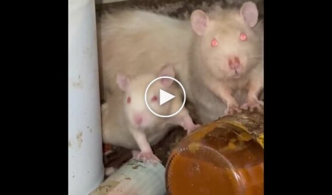 Крысы расплодились в жилом доме в США