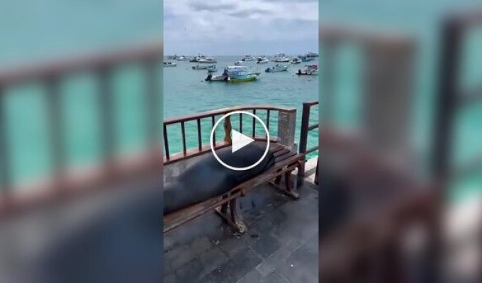 “Convenient”: impudent sea lions have captured benches for relaxation
