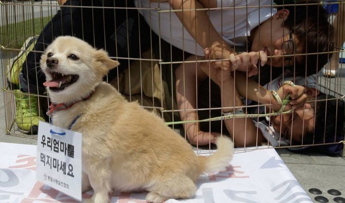 Власти Южной Кореи запретят употреблять в пищу собачье мясо (3 фото)