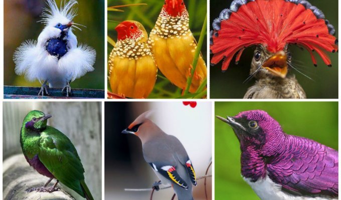 Поразительное великолепие фауны - 20 ярких птичек-невеличек (21 фото)