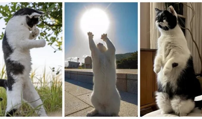 30 shots of cats deciding they’re human (31 photos)