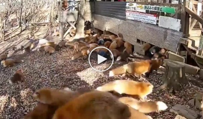 The situation in a fox village in Japan