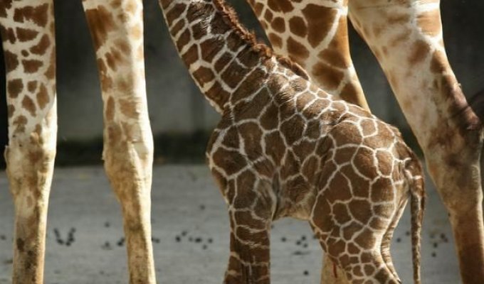  Новорожденный жираф в зоопарке Мемфиса (10 фото)