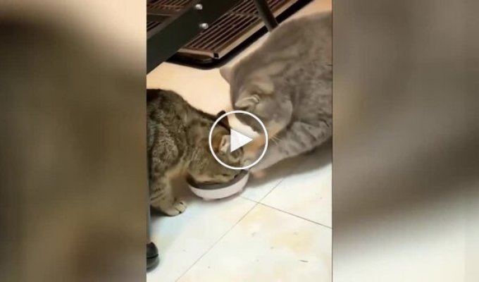 «Держи, друг»: совместный обед двух котов