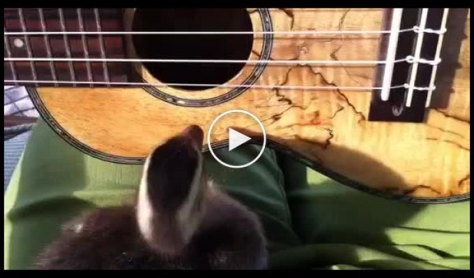 Утка играет на гитаре