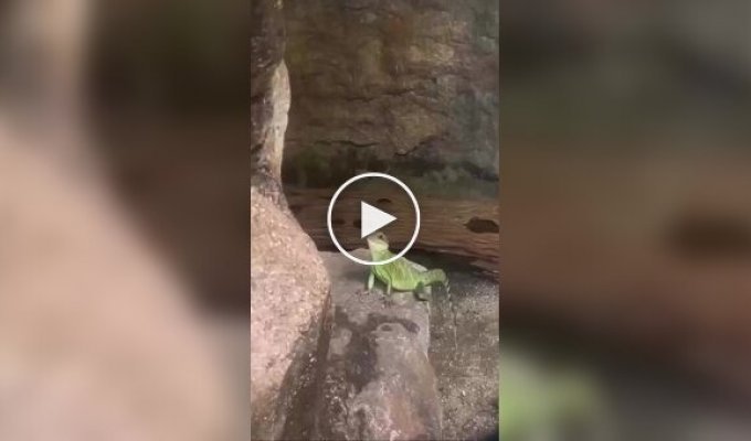 Приветливая ящерица