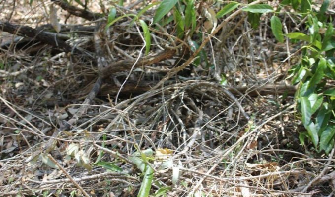 Ядовитая змея из Австралии, которую трудно заметить (3 фото)