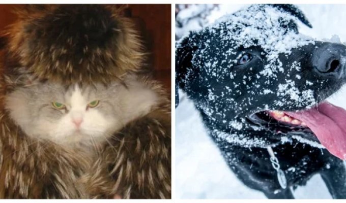 25+ pets who have started preparing for winter and are ready for the onset of cold weather (26 photos)