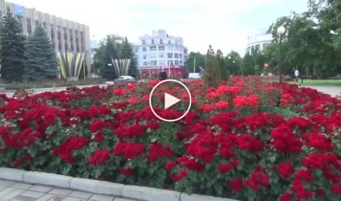Бахмут, который за количество розовых кустов в городе попал в Национальный реестр рекордов Украины. До войны