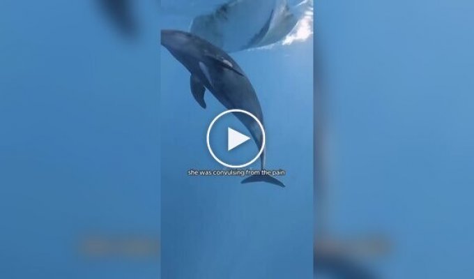 Дельфин подплыл к туристам за помощью