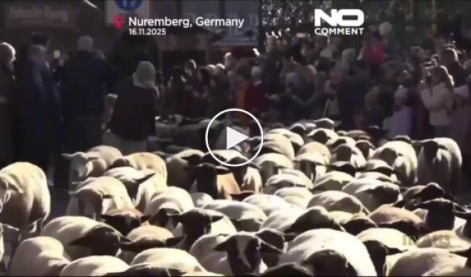 Овцы заполонили Нюрнберг