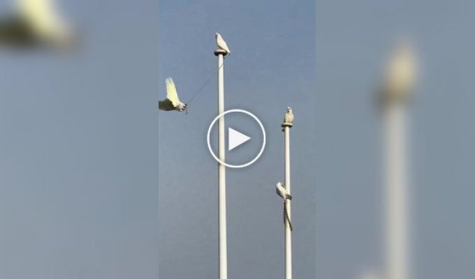 A parrot swings on a rope attached to a flagpole