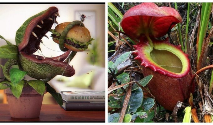 Nepenthes - an empty vase with a deadly filling (8 photos + 1 video)
